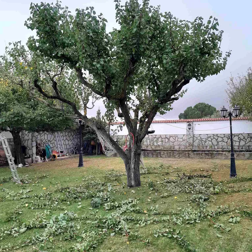 Sierra Foresta Servicios Medioambientales mantenimiento plantas