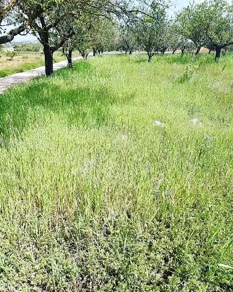 Sierra Foresta Servicios Medioambientales mantenimiento plantas