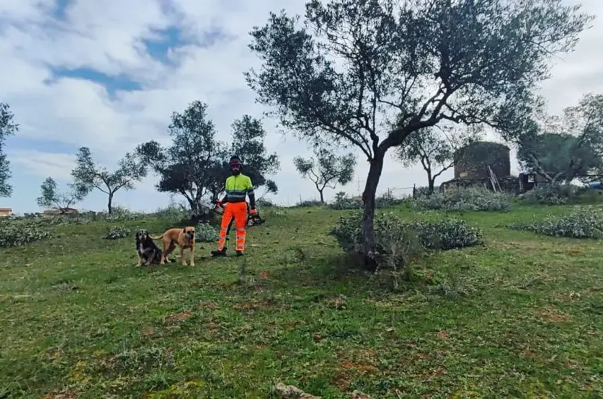 Sierra Foresta Servicios Medioambientales mantenimiento plantas