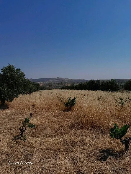 Sierra Foresta Servicios Medioambientales mantenimiento plantas